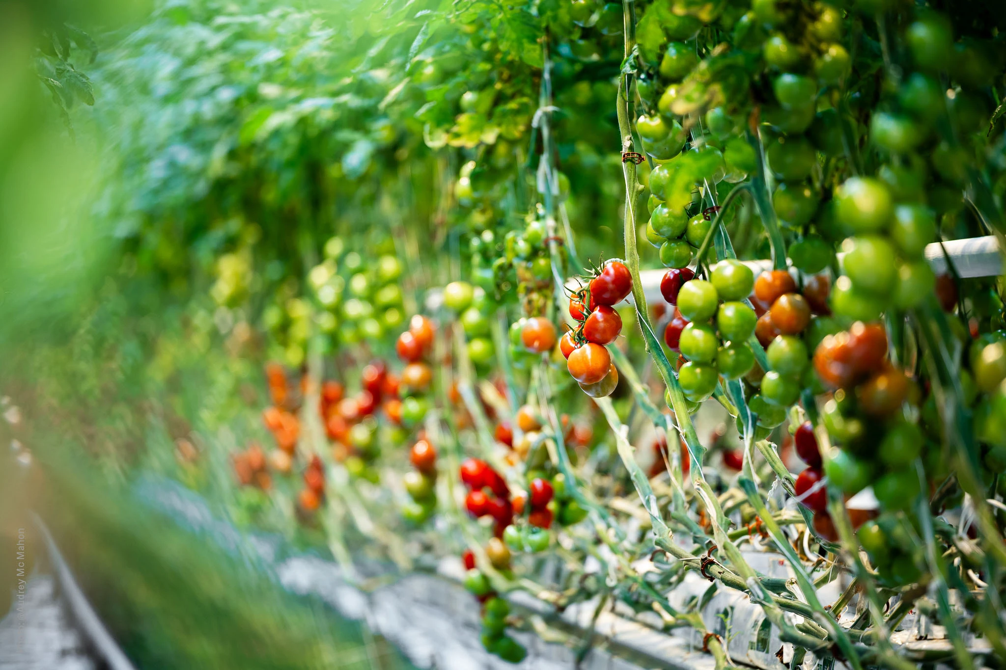 Plants de tomate - Savoura