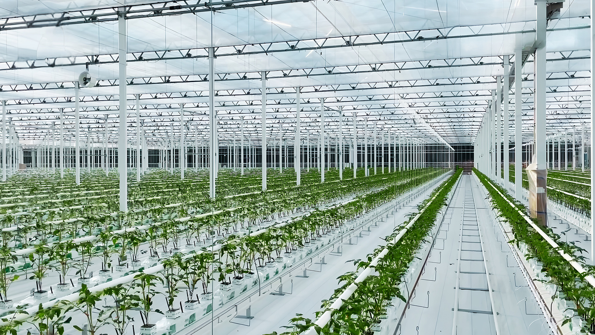Serre plants tomates