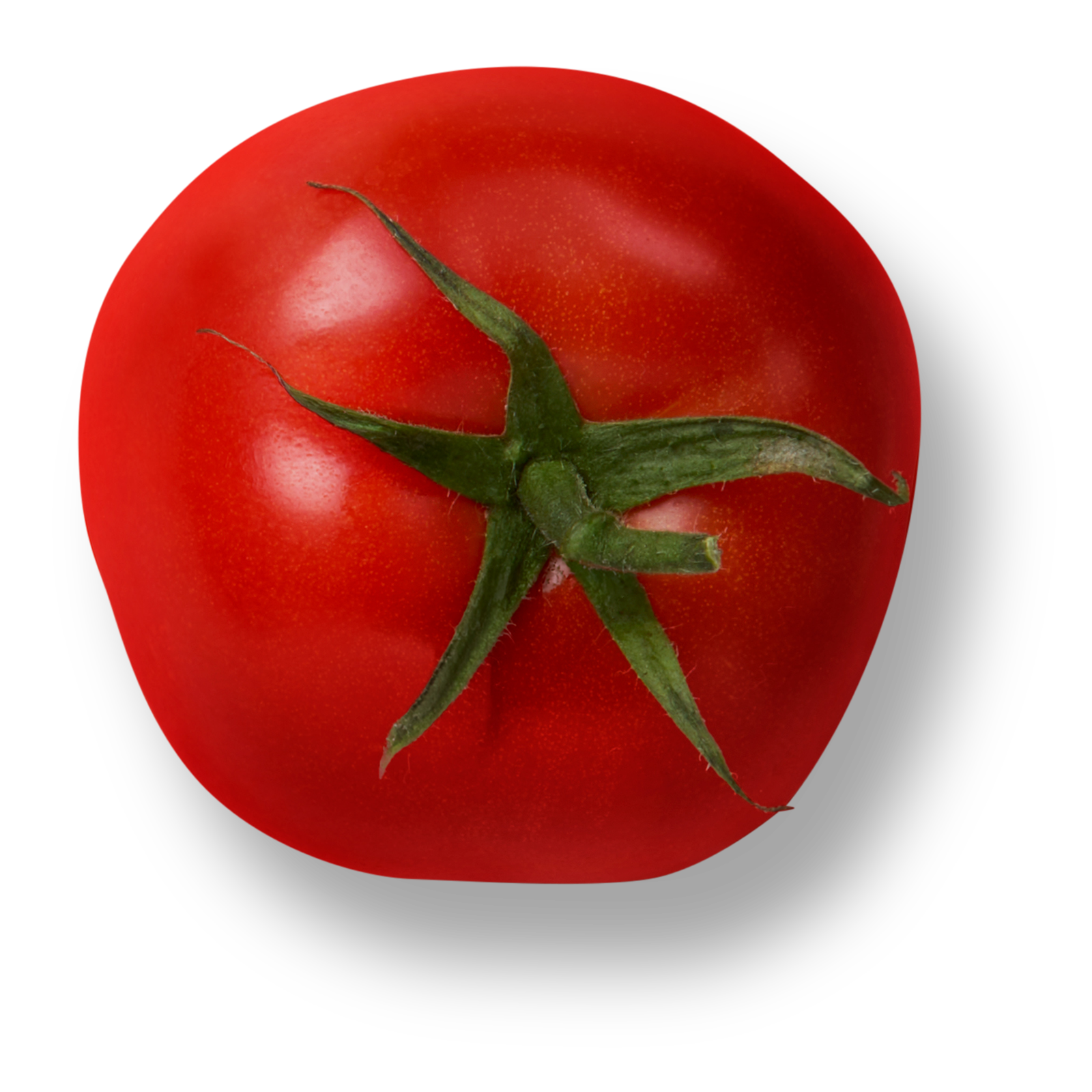 Savoura - Tomate Biologique - Organic