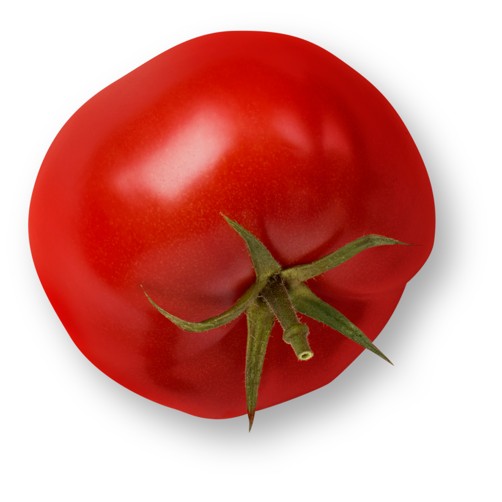 Savoura - Tomate Biologique - Organic