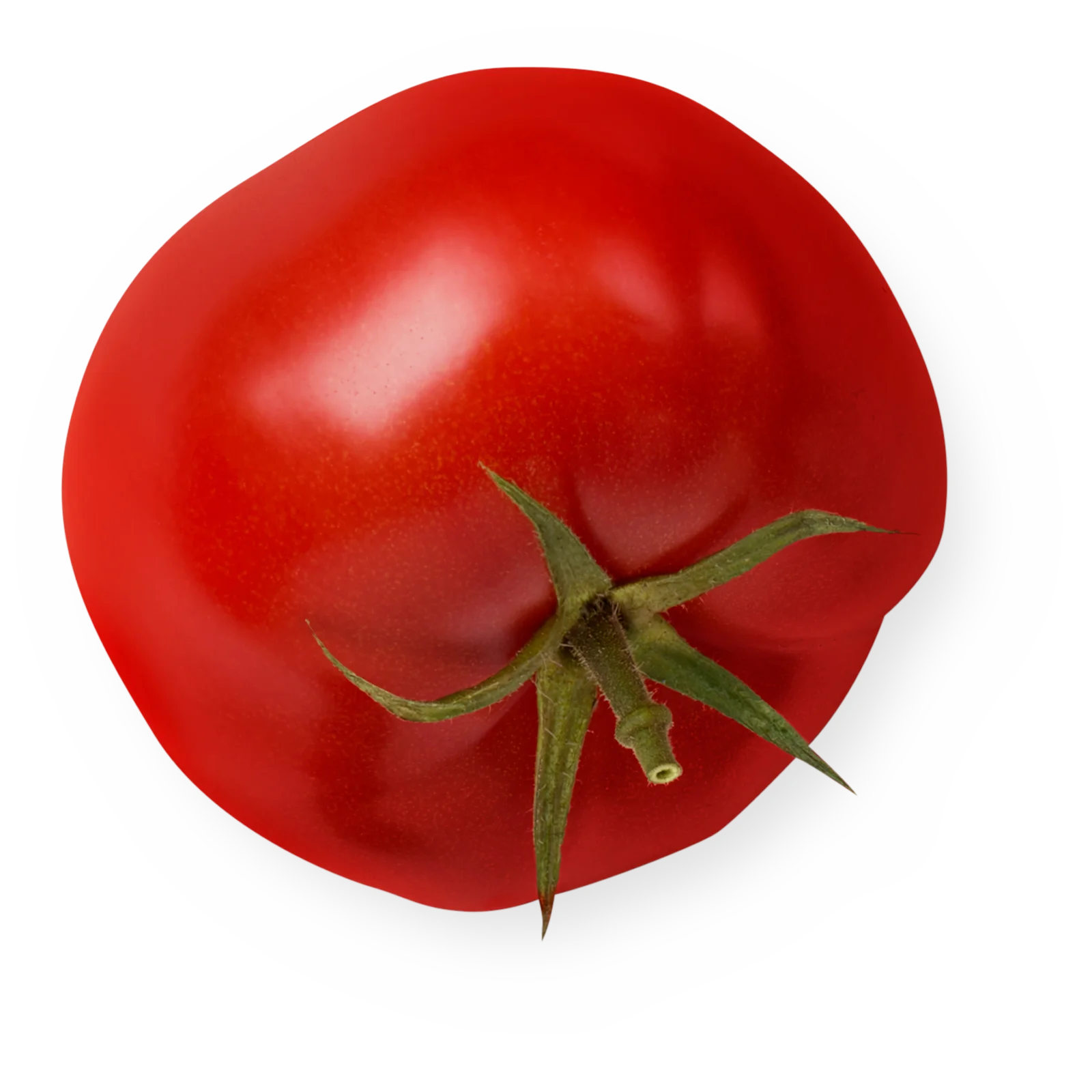 Savoura - Tomate Biologique - Organic